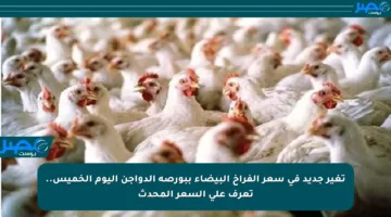 تغير جديد في سعر الفراخ البيضاء ببورصة الدواجن اليوم الخميس.. تعرف على السعر المحدث